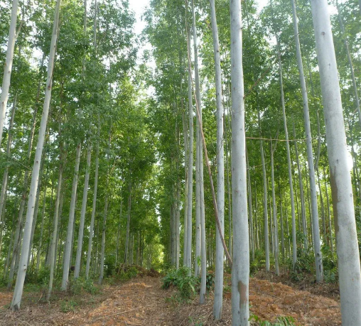 Eucalyptus 3